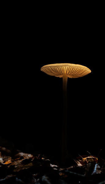 Mushroom in a woodland in backlight