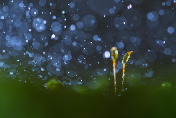 A tiny moss sporange with falling drops
