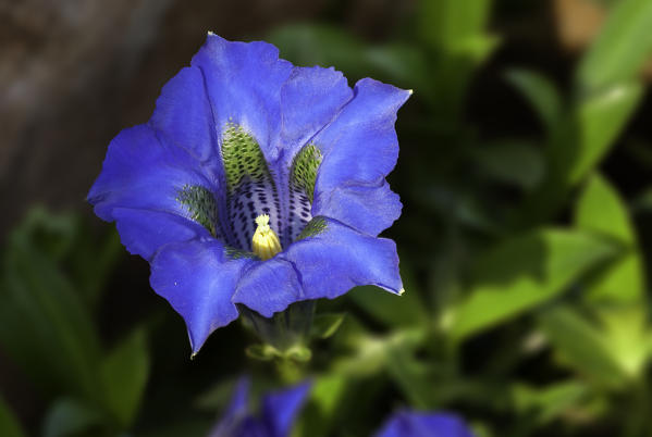 Gentiana Acaulis, blue flower, italian alps, macro,lombardy,italy,europe,