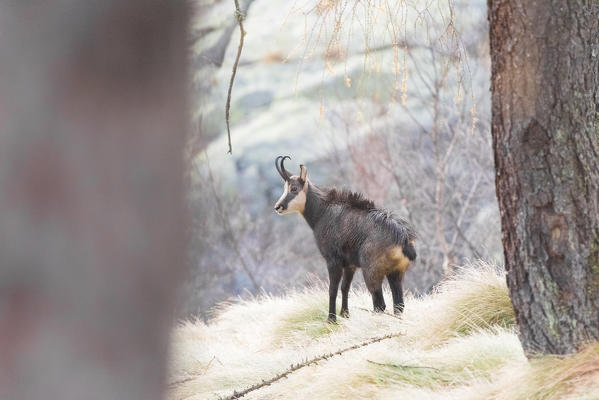 Male of chamois, Orco valley, Gran Paradiso National Park, Piedmont, province of Turin, Italian alps, Italy