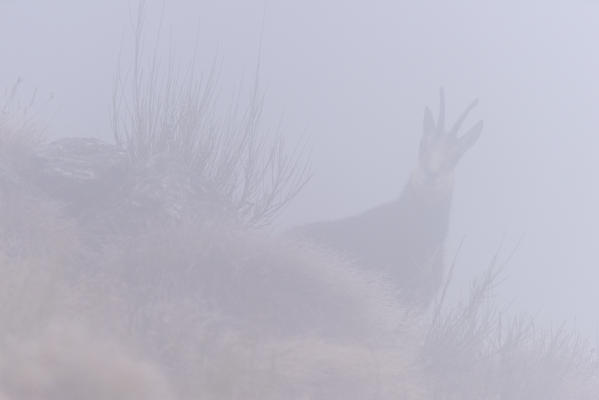 Chamois in the fog, Orco valley, Gran Paradiso National Park, Piedmont, province of Turin, Italian alps, Italy