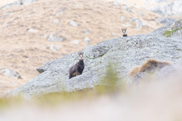 Mother chamois and her son, Orco valley, Gran Paradiso National Park, Piedmont, province of Turin, Italian alps, Italy