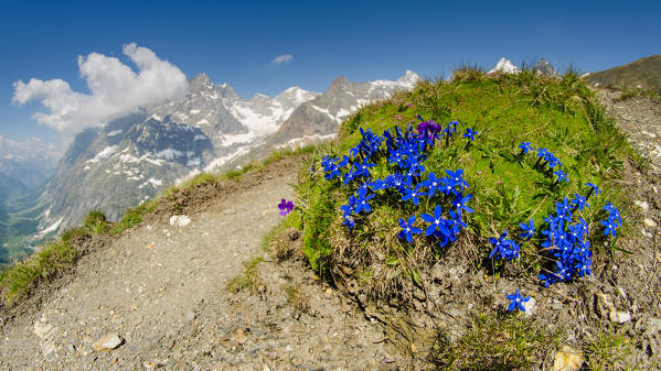 A little bush of gentians (Ferret valley, Aosta valley, Italian alps)