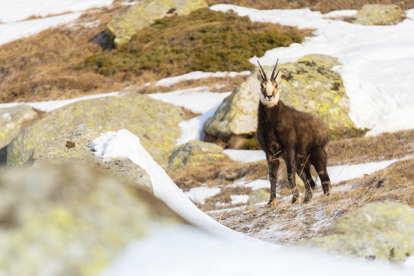 Chamois, Valle dell Orco, Gran Paradiso National Park, Piedmont, Italian alps, Italy