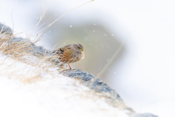 Accentor in snowy day, Valle dell Orco, Gran Paradiso National Park, Piedmont, Italian alps, Italy