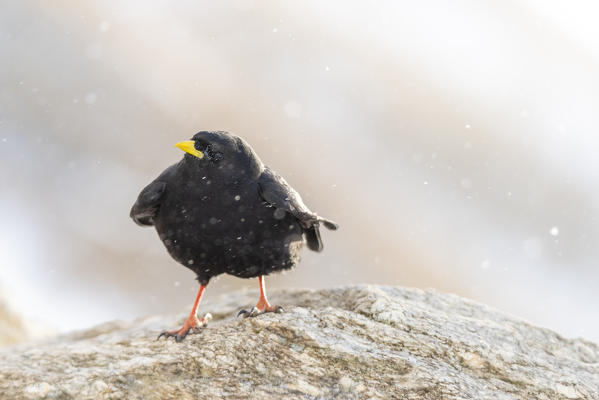 Alpine chough, Valle dell Orco, Gran Paradiso National Park, Piedmont, Italian alps, Italy