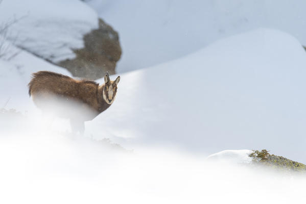 Chamois in the snow, Valle dell Orco, Gran Paradiso National Park, Piedmont, Italian alps, Italy