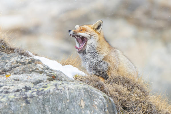 Yawning fox, Valle dell Orco, Gran Paradiso National Park, Piedmont, Italian alps, Italy