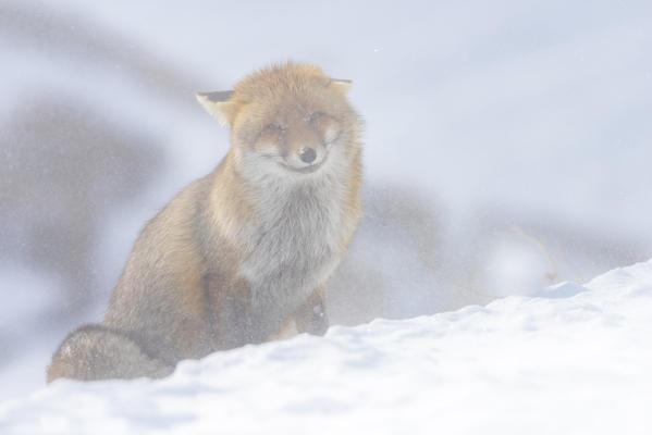 Fox in a snowy day, Valle dell Orco, Gran Paradiso National Park, Piedmont, Italian alps, Italy