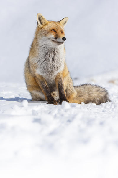 Fox, Valle dell Orco, Gran Paradiso National Park, Piedmont, Italian alps, Italy