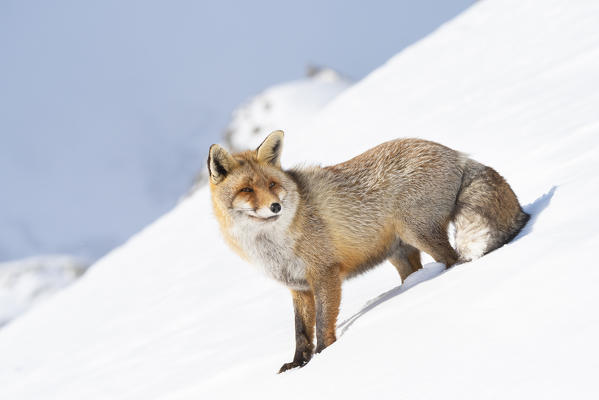 Fox, Valle dell Orco, Gran Paradiso National Park, Piedmont, Italian alps, Italy