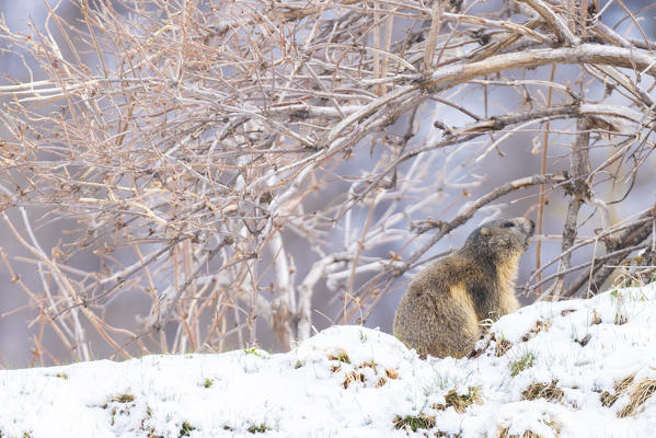 Marmot, Val di Rhemes, Gran Paradiso National Park, Aosta Valley, Italian alps, Italy