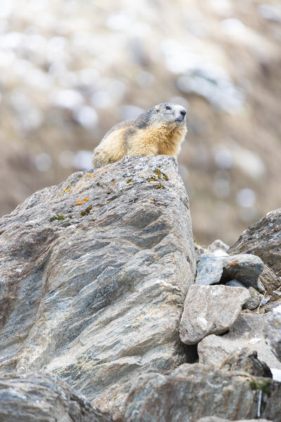 Marmot on a stone, Val di Rhemes, Gran Paradiso National Park, Aosta Valley, Italian alps, Italy