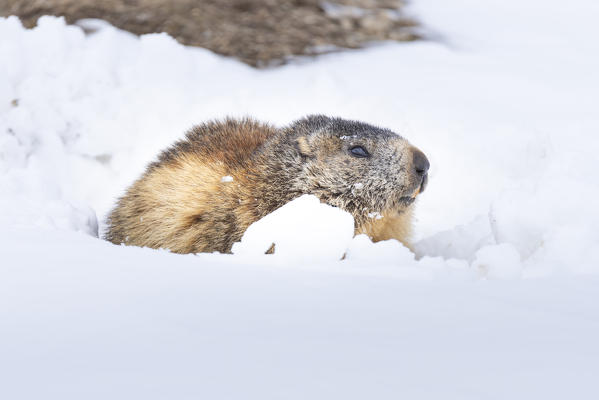 Marmot, Val di Rhemes, Gran Paradiso National Park, Aosta Valley, Italian alps, Italy