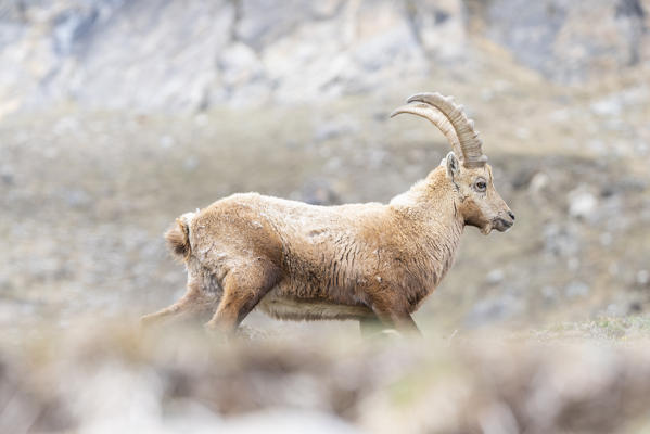 Ibex, Val di Rhemes, Gran Paradiso National Park, Aosta Valley, Italian alps, Italy