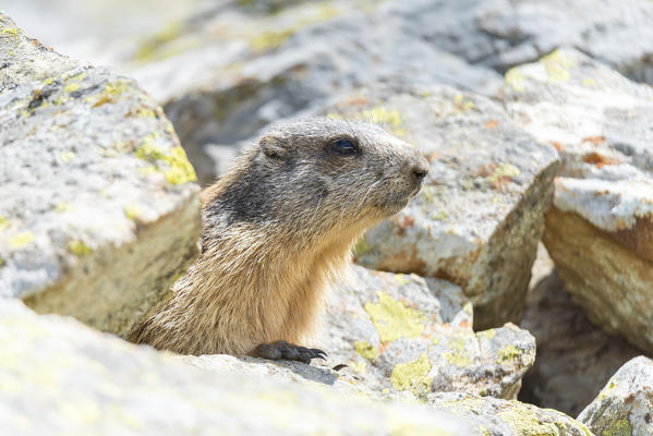 Young alpine marmot in Valmalenco, Valtellina, Lombardy, Italian alps, Italy
