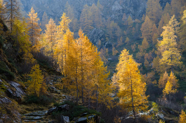 Larches in autumn, Champorcher valley, Aosta Valley, Italy, Italian alps