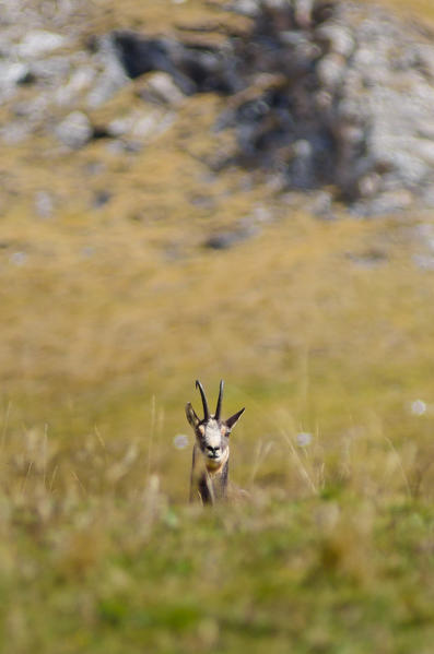 A chamois between the grass of a pasture, in autumn time. (Soana Valley, Piedmont, Gran Paradiso National Park, Italy)