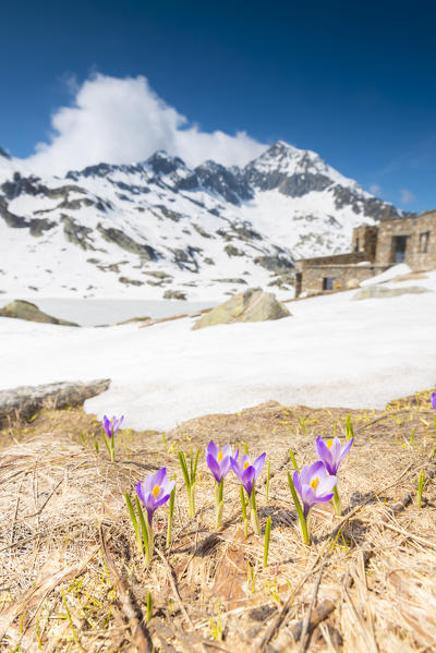Crocus near refuge Balma, Fontainemore, Mont Mars Natural reserve, Lys Valley, Aosta Valley, Italian alps, Italy