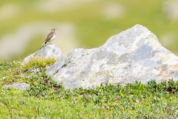 Prunella collaris in summertime, Valle dell Orco, Gran Paradiso National Park, Province of Turin, italian alps, Italy