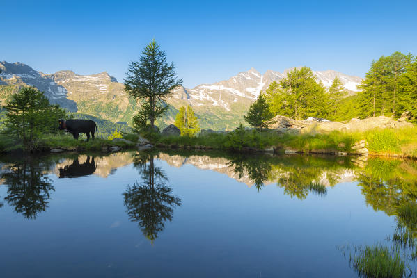 Pian del Brengi, Valle dell Orco, Gran Paradiso National Park, Province of Turin, italian alps, Italy