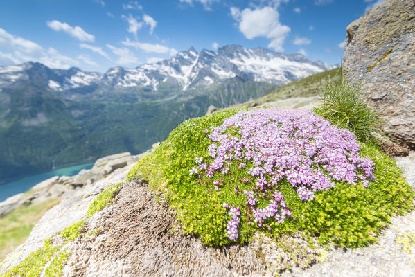 Saxifraga in Valle dell Orco, Gran Paradiso National Park, Province of Turin, italian alps, Italy