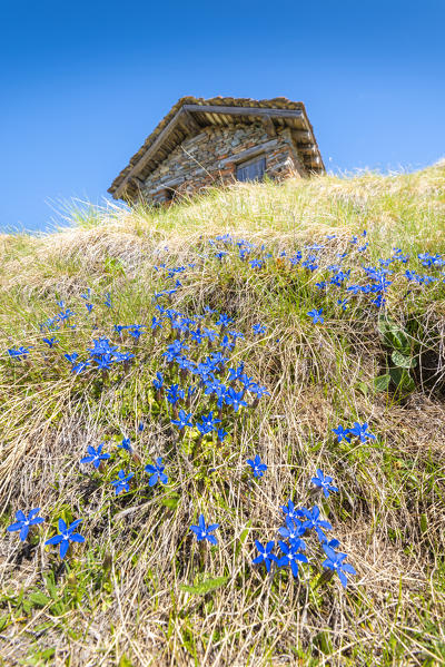 Gentians under a pasture, Becca d'Aver, Verrayes, Aosta Valley, Italian alps, Italy