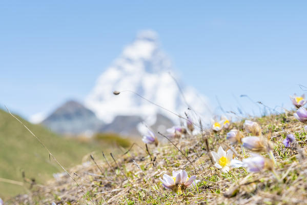 Crocus with Matterhorn in the background, Cima Longhede, Verrayes, Aosta Valley, Italian alps, Italy