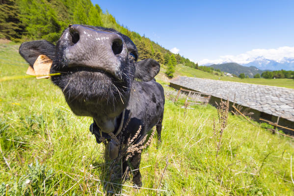 Cow on the pasture of Verrayes, Aosta Valley, Italian alps, Italy