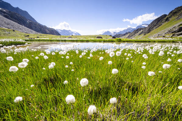 Flowers of cotton grass in Vallon de Bouque, Valgrisenche, Aosta Valley, Italian alps, Italy