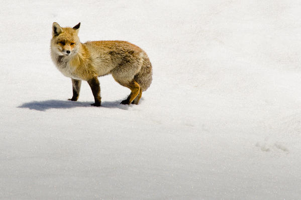 A fox in the snow. (Orco Valley, Gran Paradiso National Park, Piedmont, Italy)