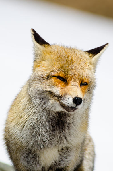 Portrait of a fox. (Orco valley, Gran Paradiso National Park, Piedmont, Italy)