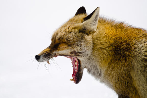Fox yawning. (Orco valley, Gran Paradiso National Park, Piedmont, Italy)