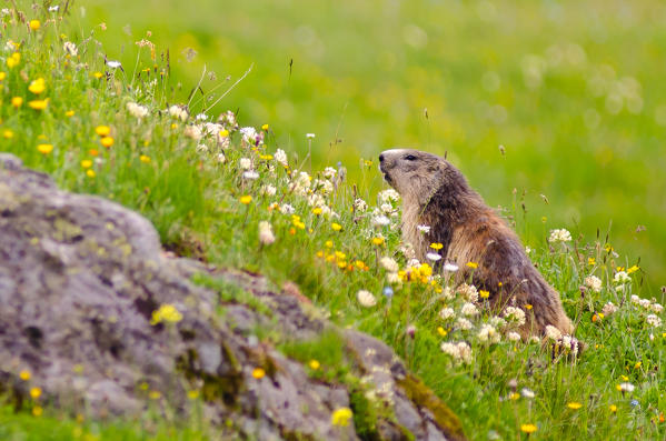 A marmot in a meadow, in summertime (Rhemes valley, Aosta Valley, Gran Paradiso National Park, Italy)