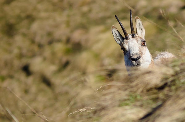 A chamois in the grass of a pasture, in springtime. (Soana Valley, Gran Paradiso National Park, Piedmont, Italy)