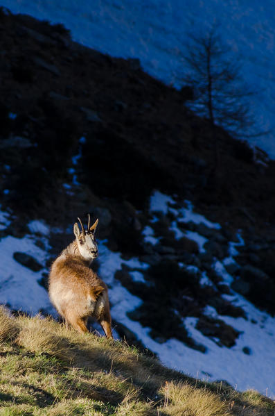 A chamois in springtime (Soana Valley, Gran Paradiso National Park, Piedmont, Italy)