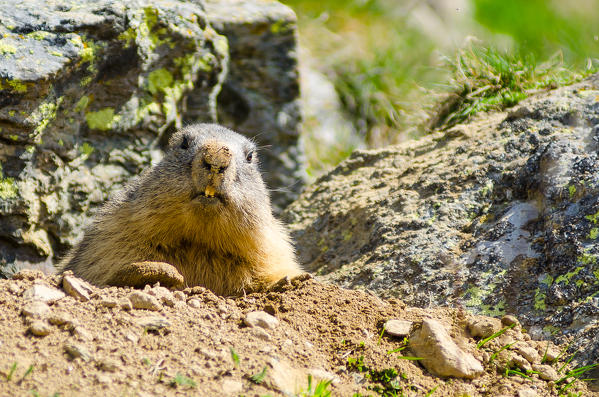 Marmot  out of the den (Champorcher valley, Mont Avic Natural Park, Aosta Valley, Italy)