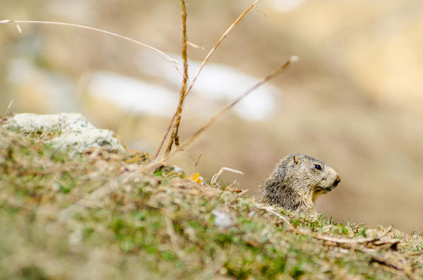 A marmot in the grassland, at the beginning of springtime. (Orco Valley, Gran Paradiso National park, Piedmont, Italy)