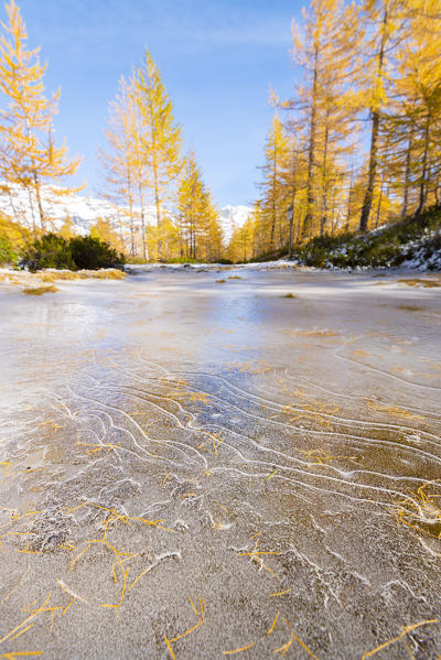 First frosts, Alpe Veglia, Veglia Devero Natural Park, Ossola,  province of Verbano Cusio Ossola, Piedmont, Italian alps, Italy