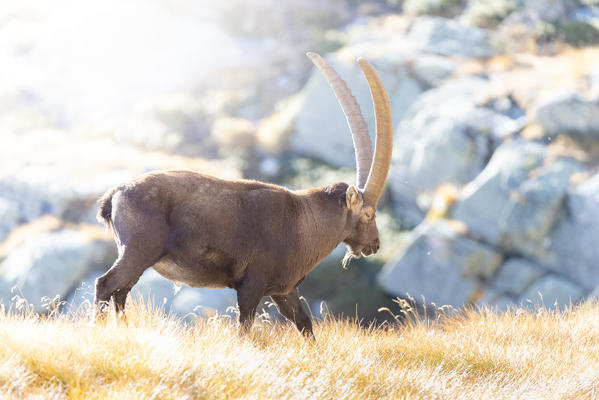 Male of alpine ibex, Valsavarenche, Gran Paradiso National Park, Aosta Valley, Italian alps, Italy