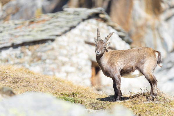 Young alpine ibex, Valsavarenche, Gran Paradiso National Park, Aosta Valley, Italian alps, Italy