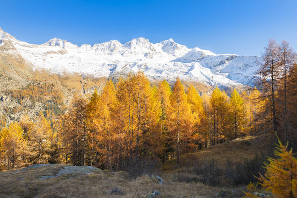 Larches in autumn, Valsavarenche, Gran Paradiso National Park, Aosta Valley, Italian alps, Italy