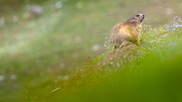 A fat marmot stand on a meadow with some summer flowers. (Valsavarenche, Gran Paradiso National Park, Aosta Valley, Italy)