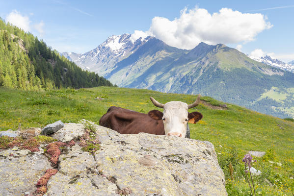 Cow at Alpe d Ars, Vallon d Ars, Gran San Bernardo valley, Aosta Valley, Italian alps, Italy
