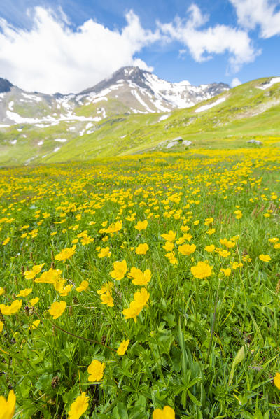 Flowers under Mont Fallere, Vallon d Ars, Gran San Bernardo valley, Aosta Valley, Italian alps, Italy