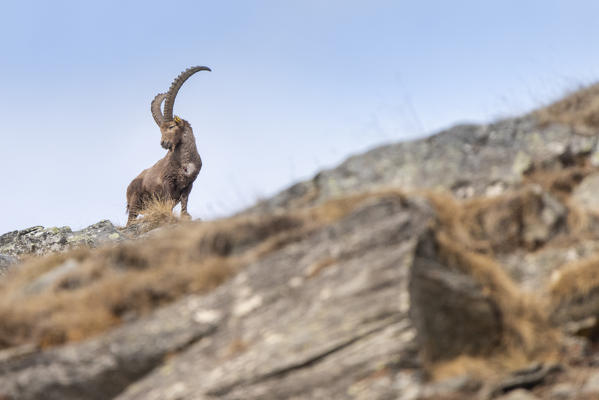 Capra Ibex, Val d Ayas, Aosta Valley, italian alps, Italy