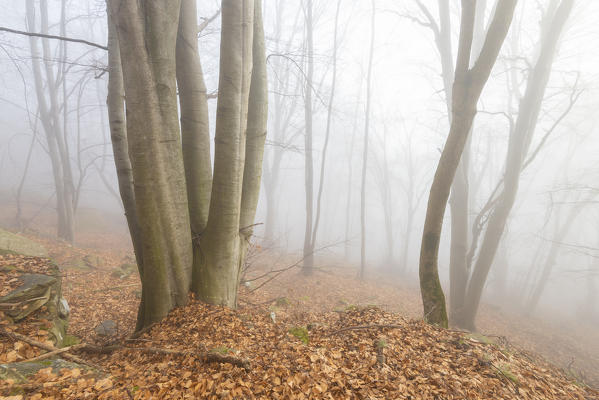 Woods in the fog, Pont Canavese, Valle Soana, Canavese, Italian alps, Italy