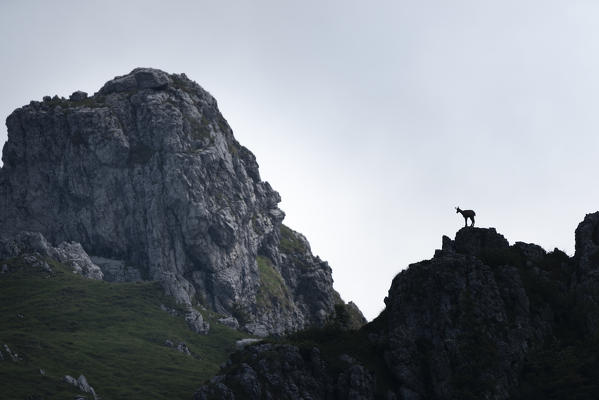 Chamois on Sentiero delle Creste,  Val Brembana, Alpi Orobie, province of Bergamo, Lombardy, Italian alps, Italy