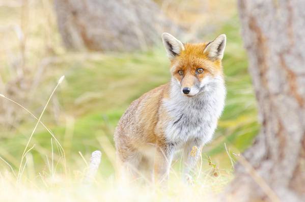 Red fox in autumn, Valle dell Orco, Gran Paradiso National Park, Graian alps, Province of Turin, Piedmont, Italy