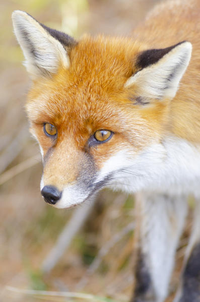 Red fox in autumn, Valle dell Orco, Gran Paradiso National Park, Graian alps, Province of Turin, Piedmont, Italy